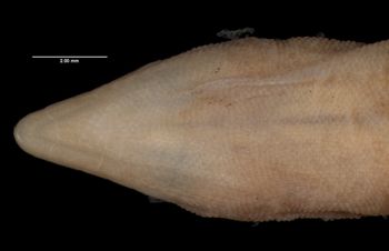 Media type: image;   Herpetology R-132348